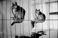 Cleavon clones sharing space and keep and eye on the passersby.